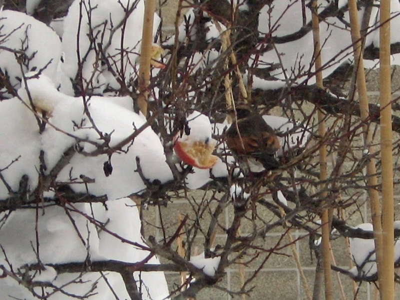 f:id:atarou:20130120071342j:image