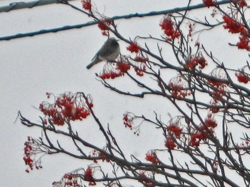 f:id:atarou:20130120085947j:image