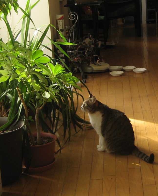 f:id:atarou:20130121065040j:image
