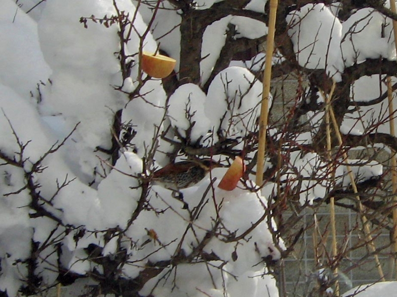 f:id:atarou:20130121065042j:image