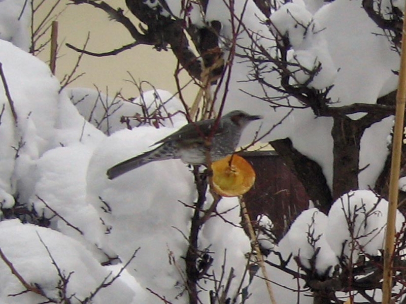 f:id:atarou:20130121090244j:image