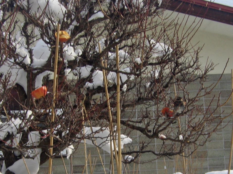 f:id:atarou:20130125070521j:image