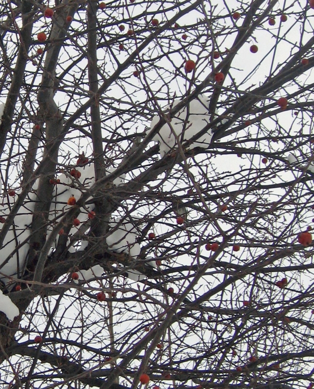 f:id:atarou:20130125085549j:image
