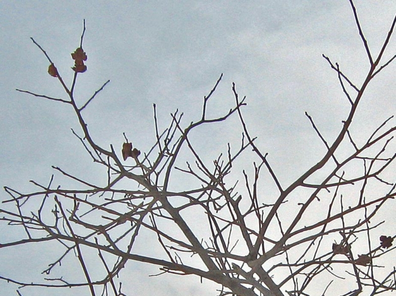 f:id:atarou:20130125085553j:image