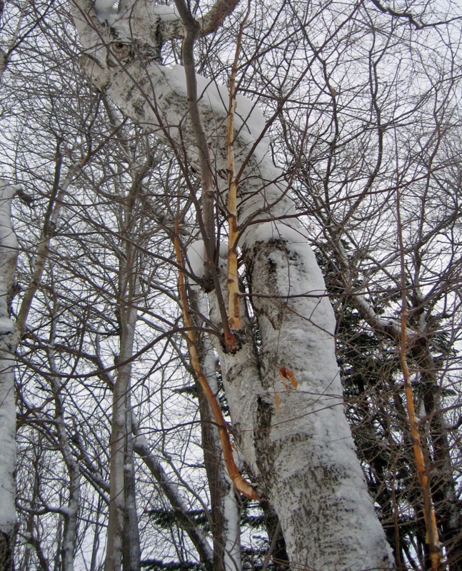 f:id:atarou:20130126060723j:image