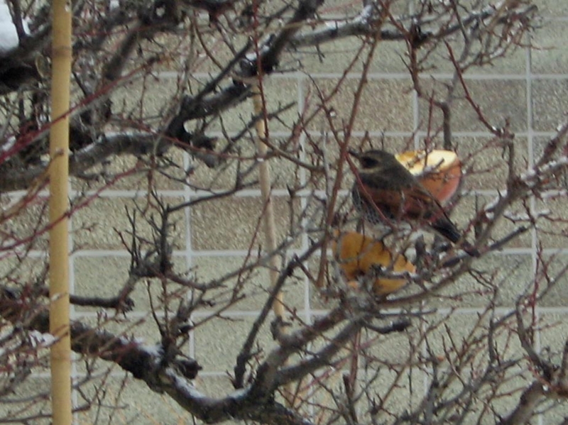 f:id:atarou:20130126064053j:image