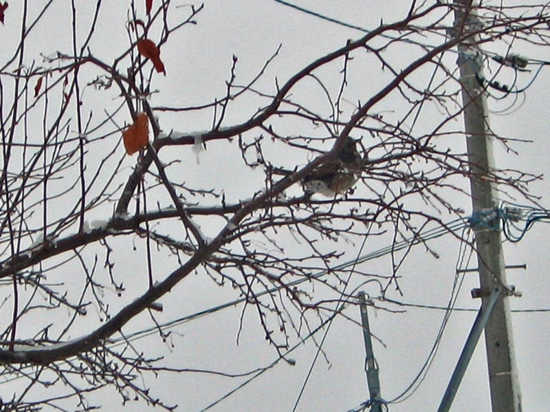 f:id:atarou:20130126070741j:image