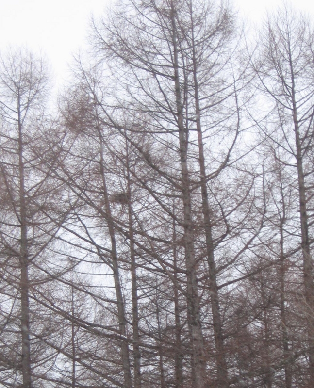 f:id:atarou:20130127061101j:image