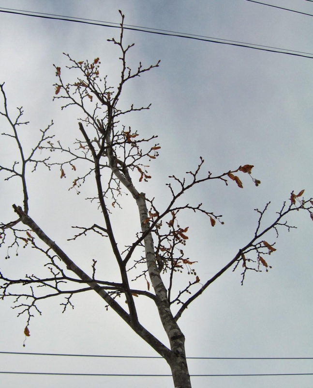 f:id:atarou:20130128063242j:image