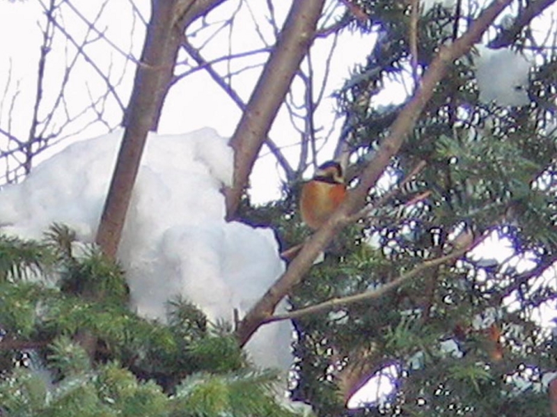 f:id:atarou:20130128063730j:image