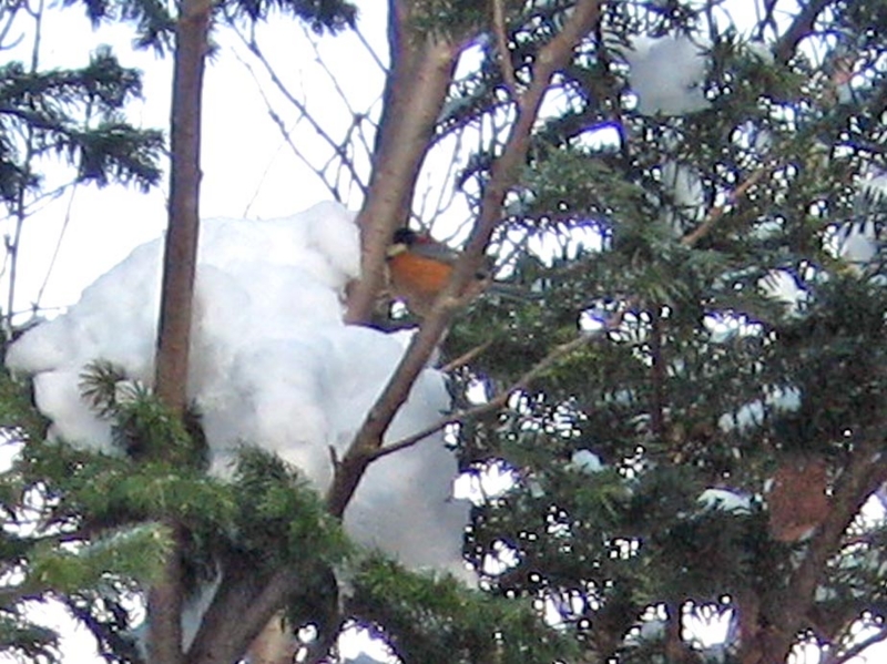 f:id:atarou:20130128063731j:image