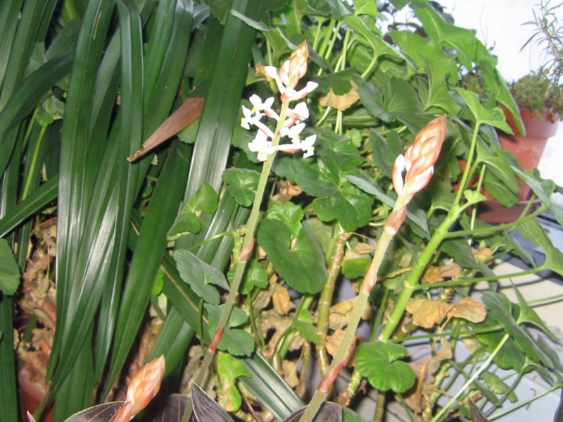 f:id:atarou:20130128084834j:image