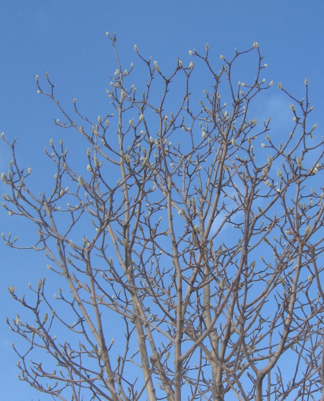 f:id:atarou:20130130064021j:image