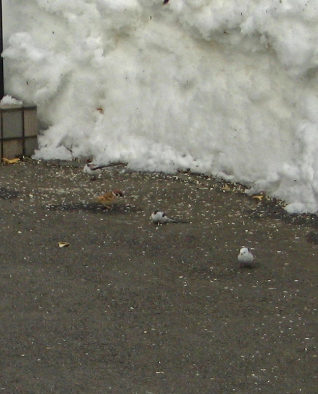 f:id:atarou:20130201062523j:image