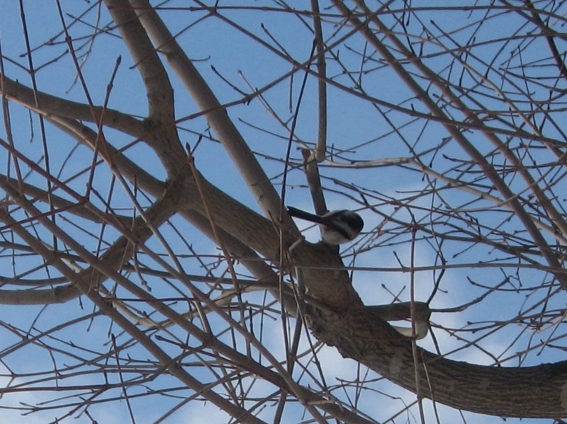 f:id:atarou:20130201062524j:image