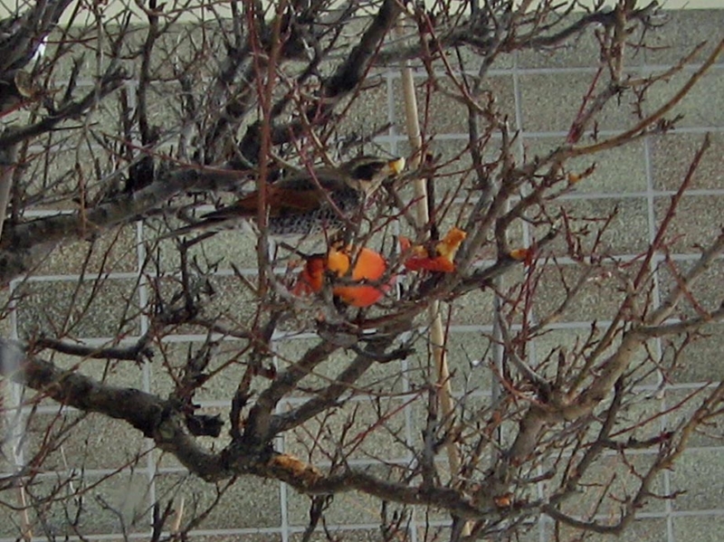 f:id:atarou:20130201062527j:image