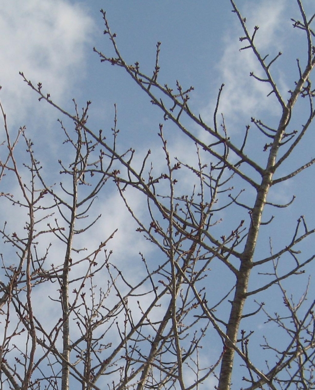 f:id:atarou:20130203071711j:image