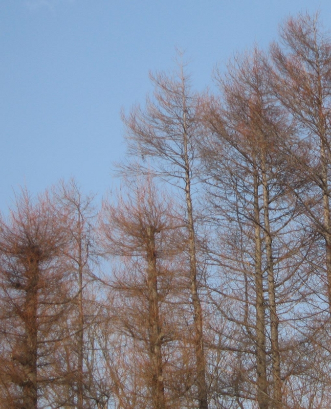 f:id:atarou:20130203071713j:image
