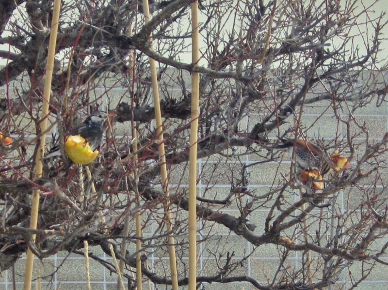 f:id:atarou:20130204064820j:image
