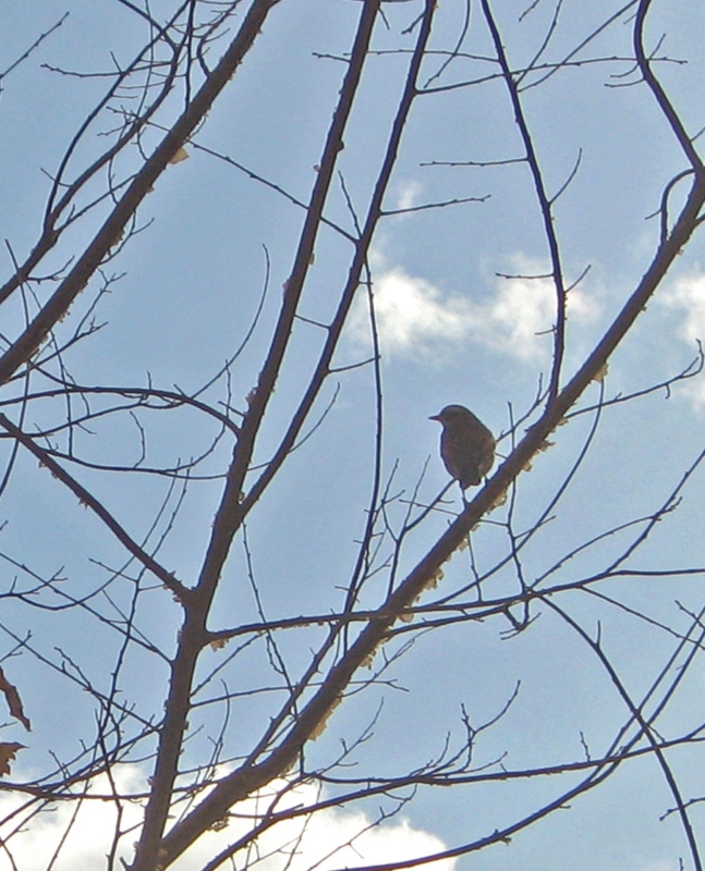 f:id:atarou:20130204084636j:image