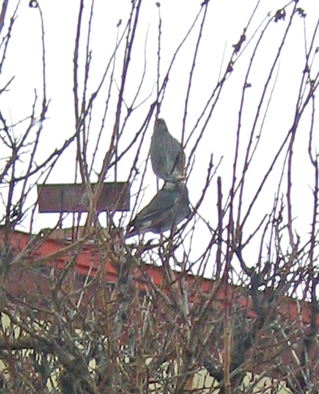 f:id:atarou:20130205064345j:image