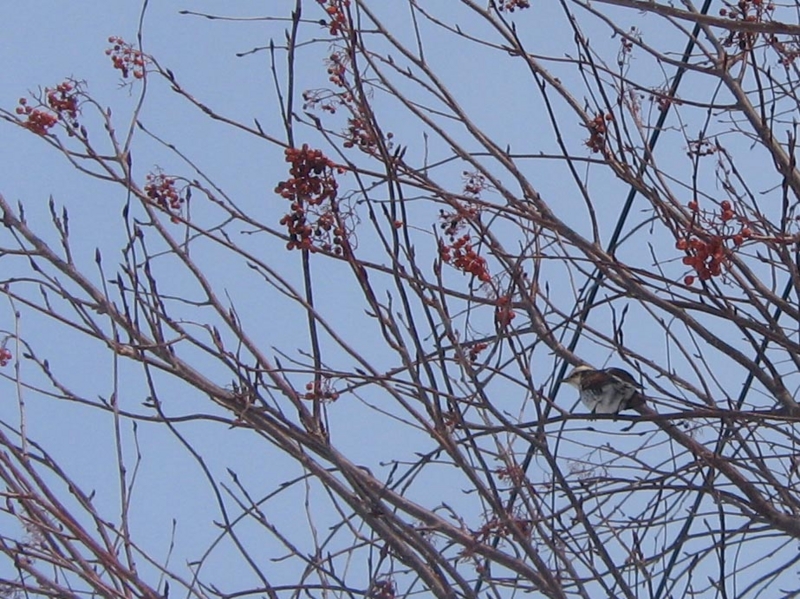 f:id:atarou:20130207084932j:image