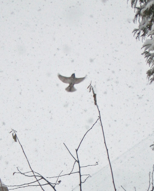 f:id:atarou:20130208055204j:image