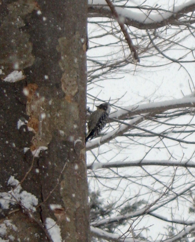 f:id:atarou:20130208062341j:image