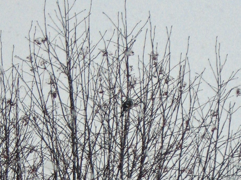 f:id:atarou:20130208063741j:image