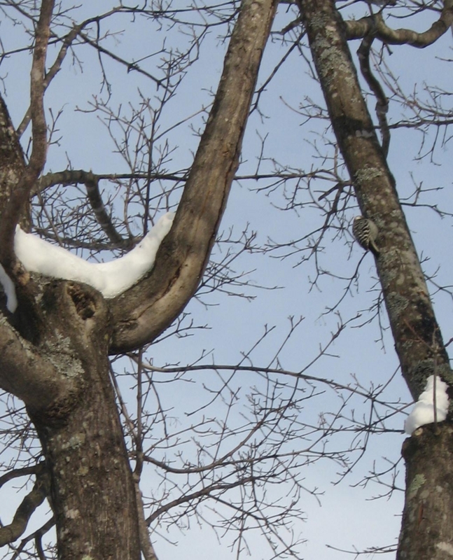 f:id:atarou:20130211092132j:image