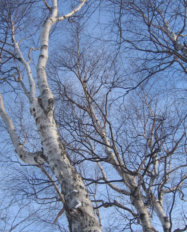 f:id:atarou:20130212071326j:image f:id:atarou:20130212071326j:image