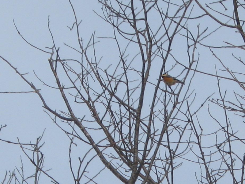 f:id:atarou:20130213064420j:image