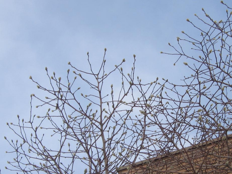 f:id:atarou:20130213065403j:image