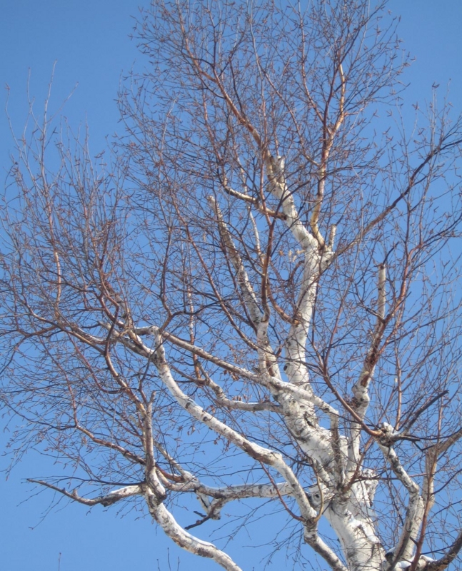 f:id:atarou:20130217070615j:image