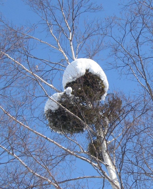 f:id:atarou:20130222065307j:image