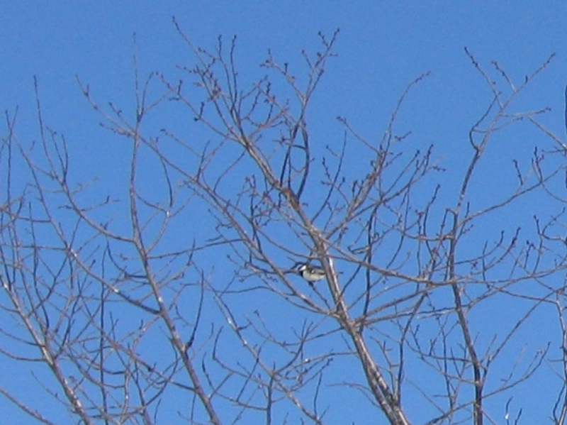 f:id:atarou:20130222071320j:image