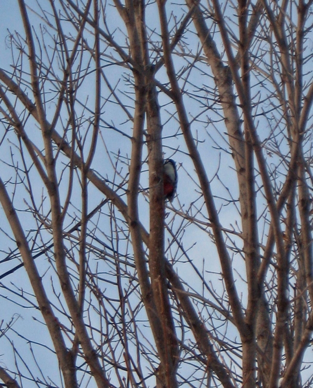 f:id:atarou:20130226084410j:image f:id:atarou:20130226084410j:image