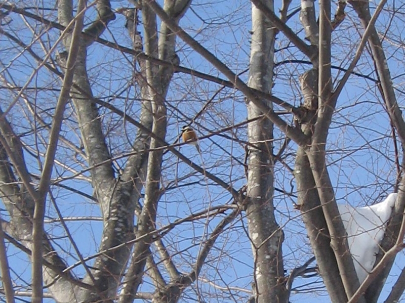 f:id:atarou:20130226084412j:image f:id:atarou:20130226084412j:image