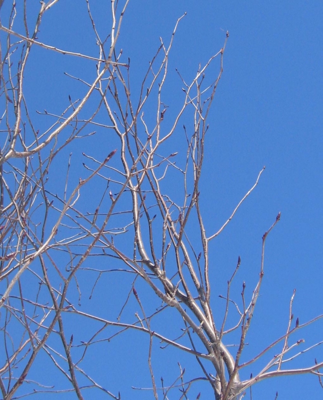 f:id:atarou:20130227061220j:image