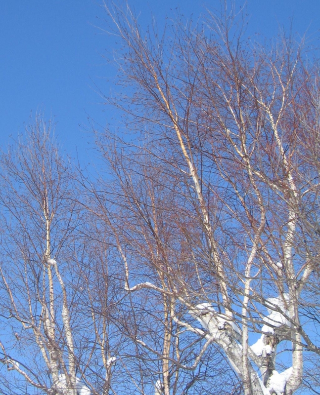 f:id:atarou:20130227061223j:image