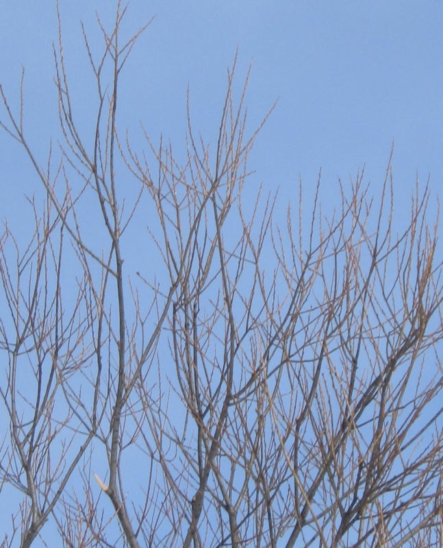 f:id:atarou:20130304072211j:image