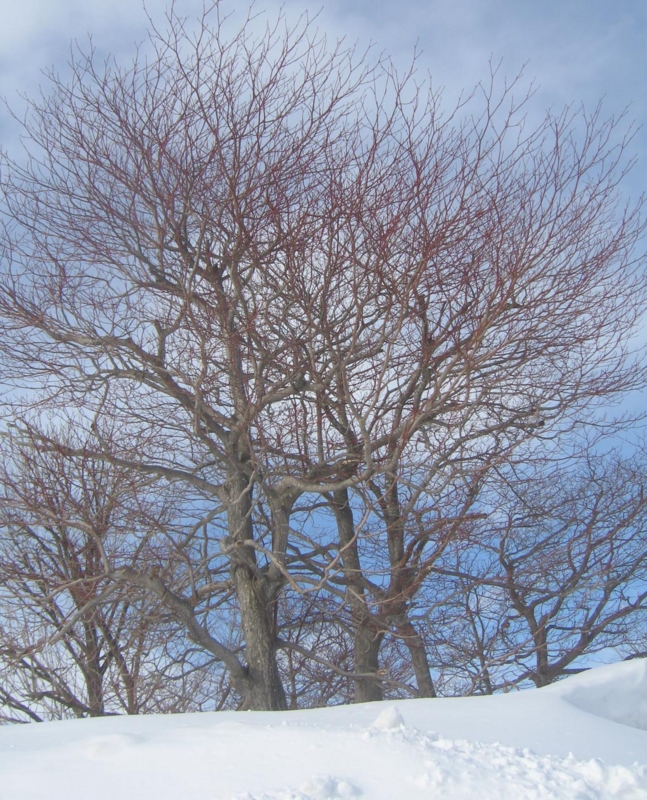f:id:atarou:20130304072214j:image