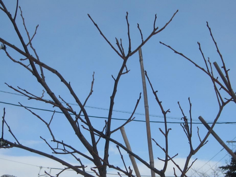 f:id:atarou:20130304085726j:image