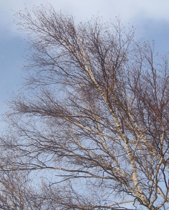 f:id:atarou:20130305085904j:image
