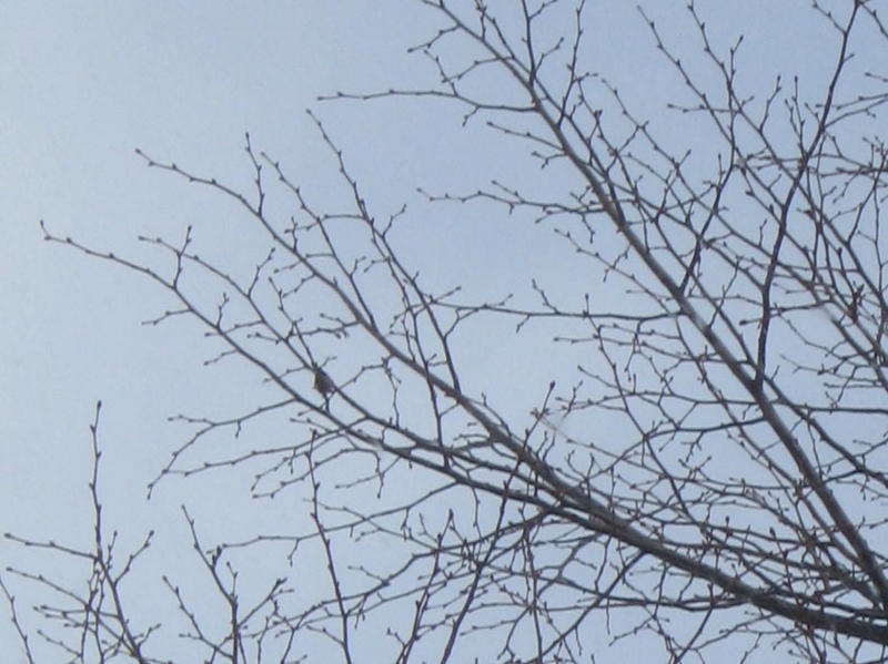 f:id:atarou:20130305085907j:image