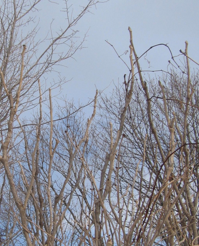 f:id:atarou:20130307061532j:image