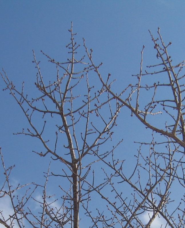 f:id:atarou:20130307085107j:image