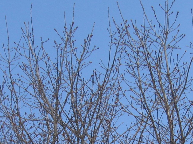 f:id:atarou:20130307085345j:image