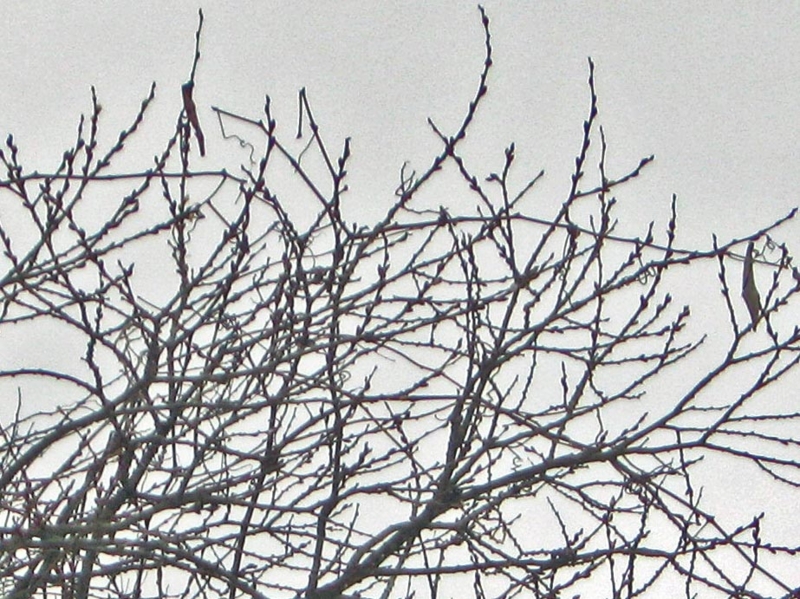 f:id:atarou:20130308084748j:image
