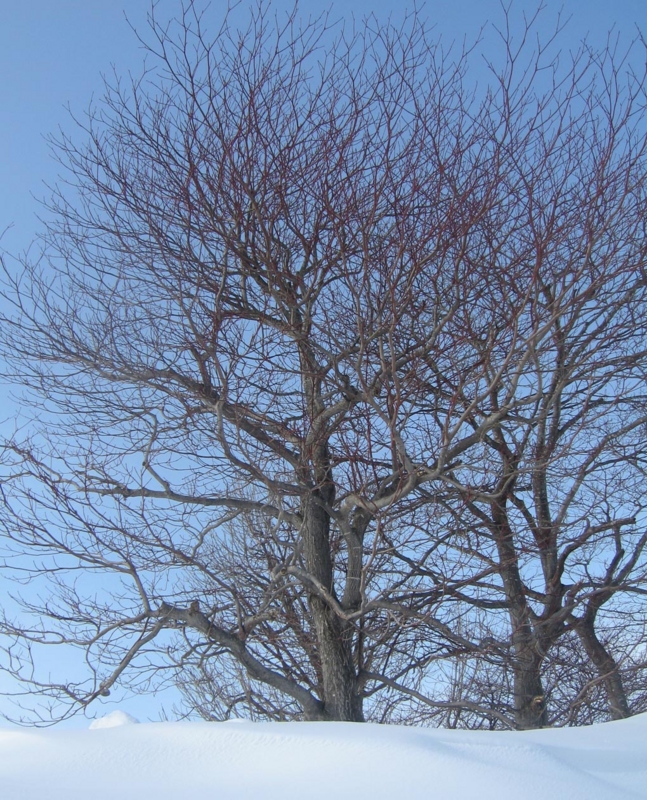f:id:atarou:20130310084706j:image